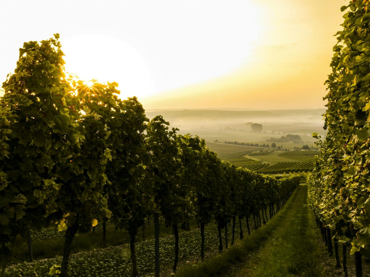 Wednesday Wine Club at The Grasshopper in Wokingham