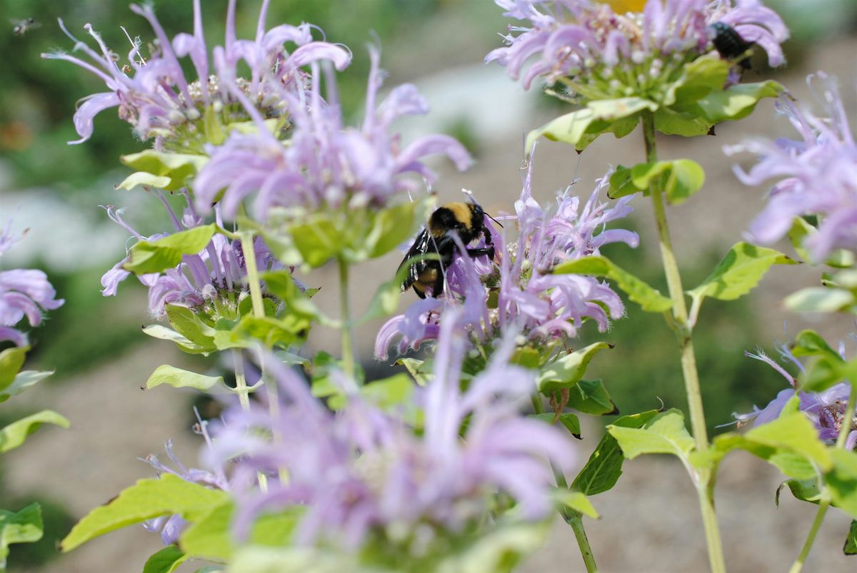 Planting for Pollinators