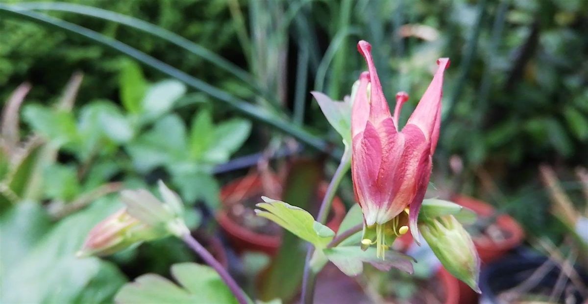 Portati un vaso! COMPOSIZIONE DI BOTANICHE METICCE