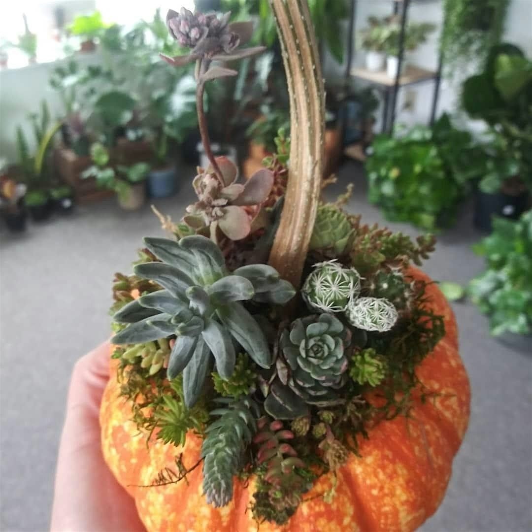 Small Succulent Pumpkin Trio Workshop with ReRooted