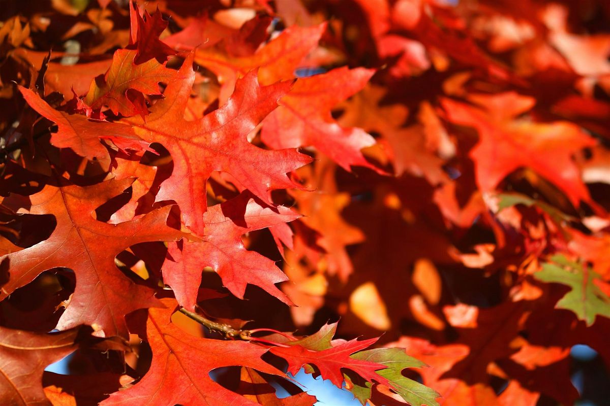 Perennials, Trees and Shrubs for Fall Color