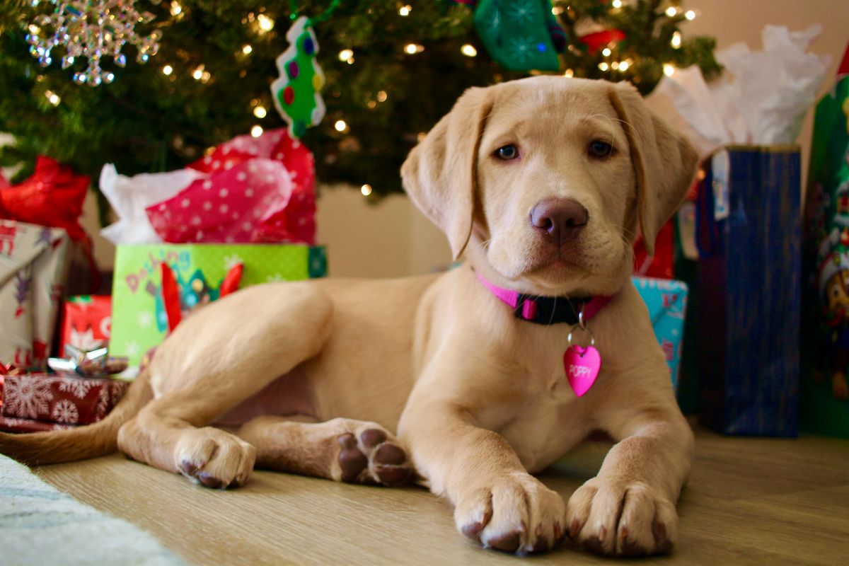 Festive Activity Fundraiser