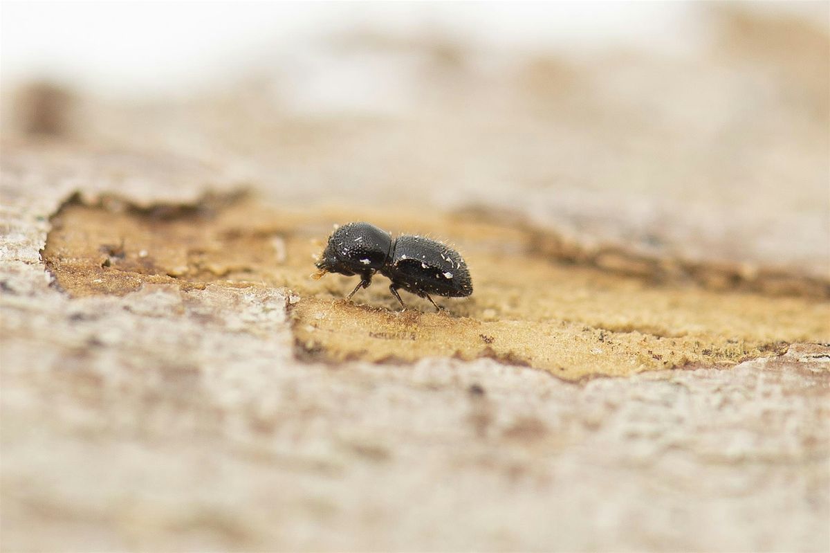 Polyphagous shot-hole borer (PSHB) Information Session