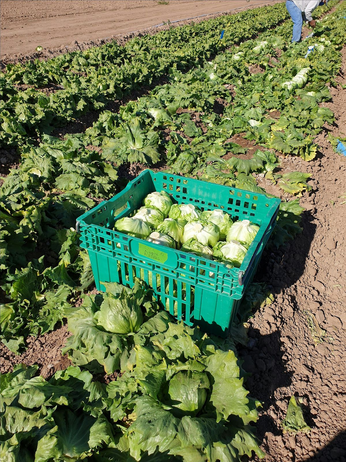 Organic and Agronomy Cropping Systems Meet and Greet