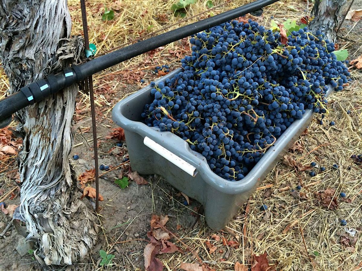 Vineyard Camp on Friday, August 22, 2025
