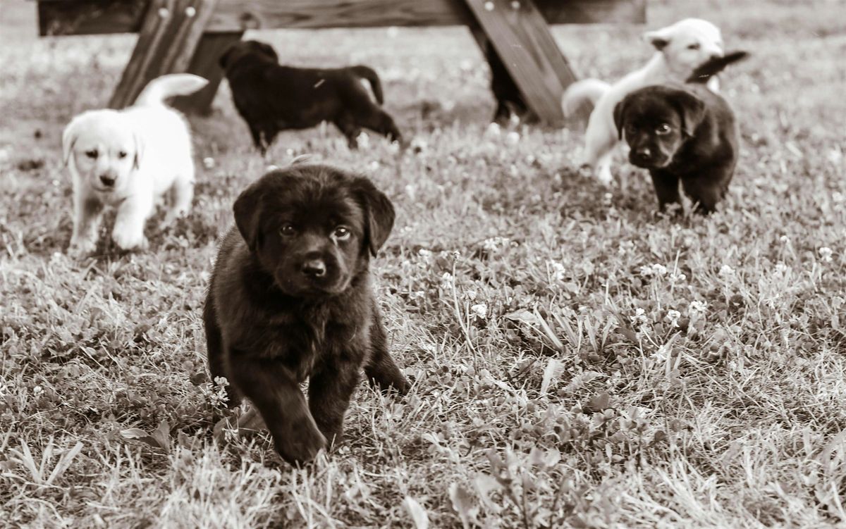 AmericanK9's Puppies & Pizza Party