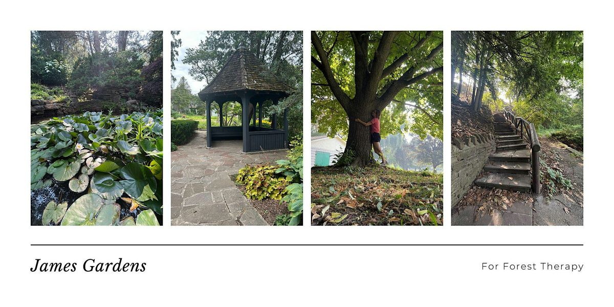 A Special Series of Forest Therapy and Therapy for Anxiety - by donation