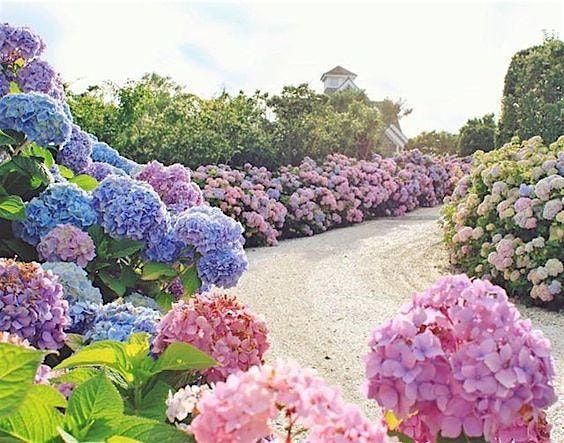 Happy Hour & Hydrangeas