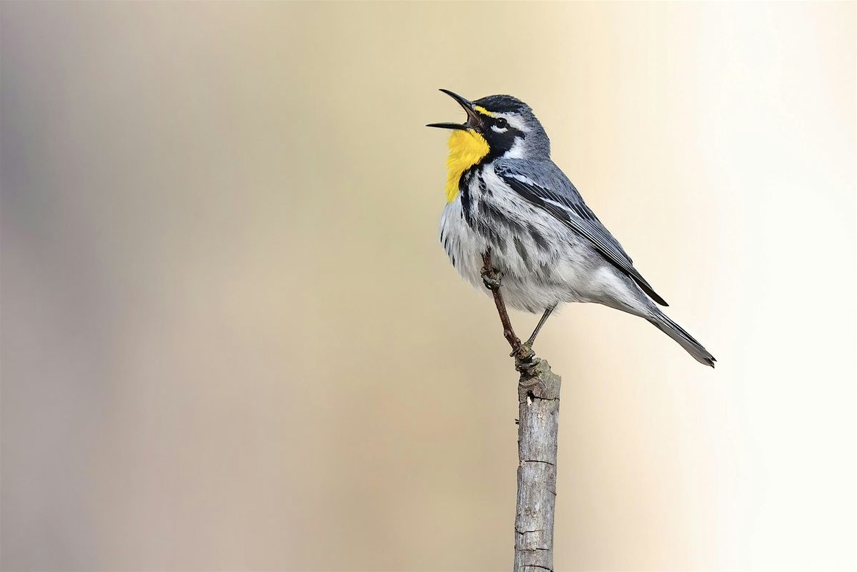 Alliance Afternoon: Matt Felperin's Birdathon Warbler Bootcamp