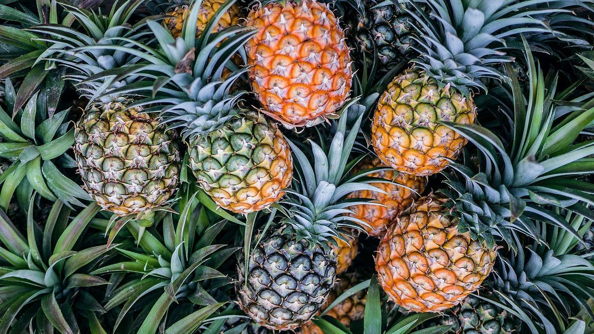 MONTHLY MEETING - PINEAPPLE GROWING w\/ Richard Siegel - Rare Fruit Council Palm Beach County - WPB