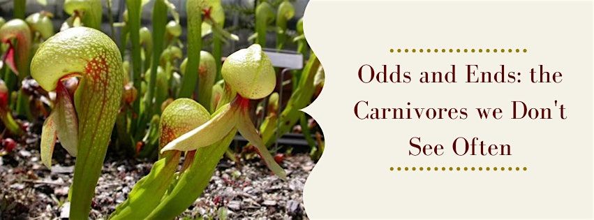 Odds and Ends: the Carnivorous Plants we don't see Often