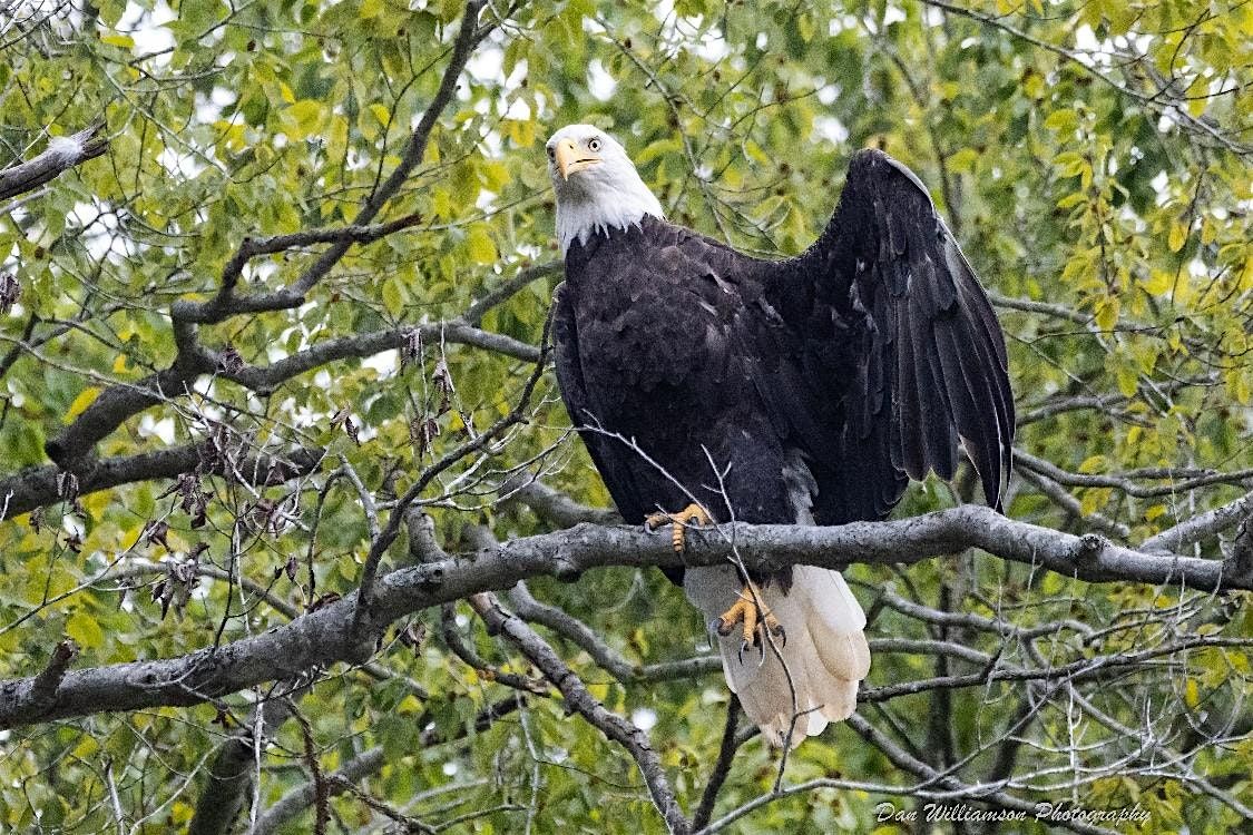 Photographing Birds at Monroe Lake