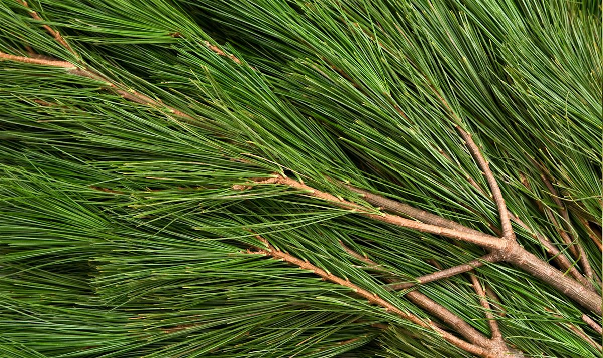 Pine and Needles - Weaving at Winton Recreation Ground