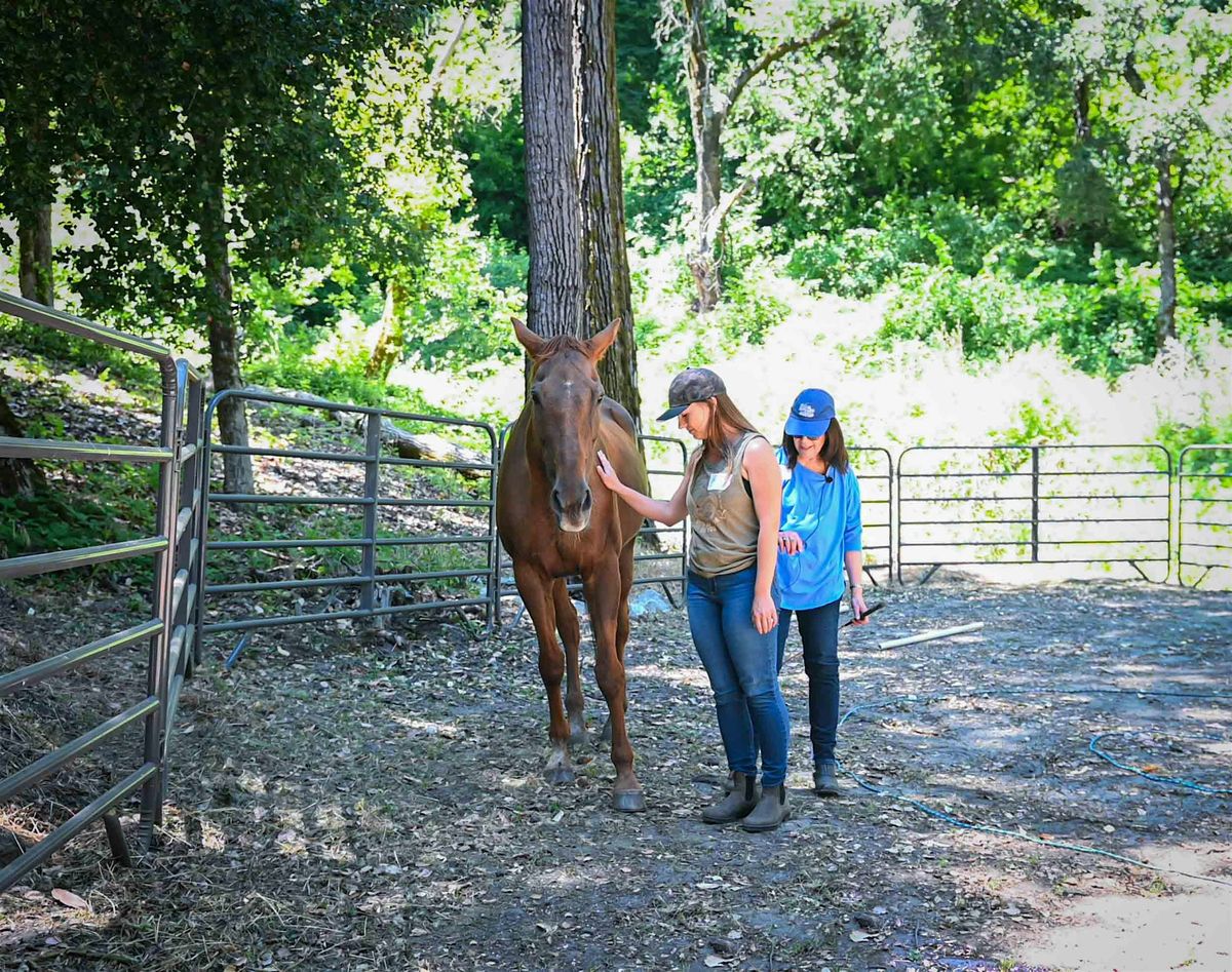 Hooves and Harmony: Empowering Teams and Individuals with Horses