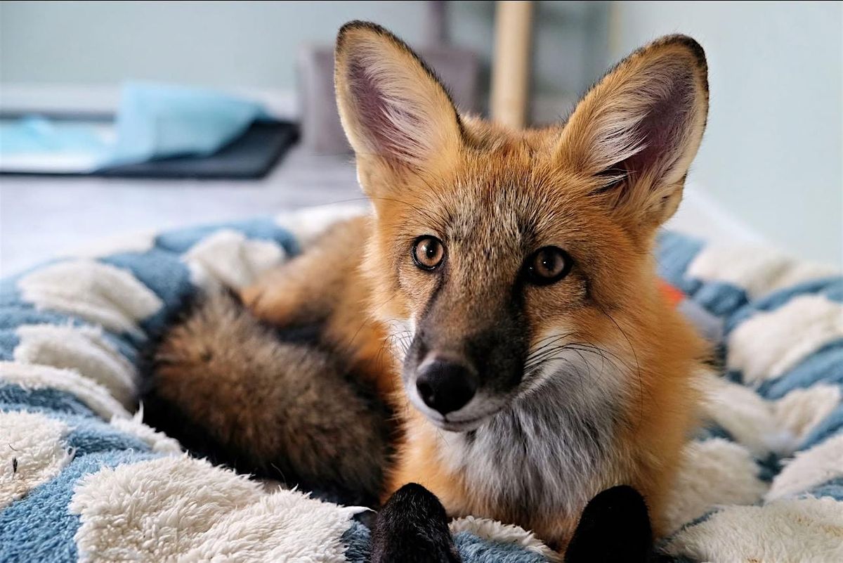 Gettin' Artsy For Wildlife