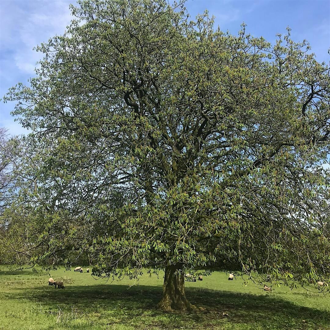 Summer Silent Retreat @Drumalis