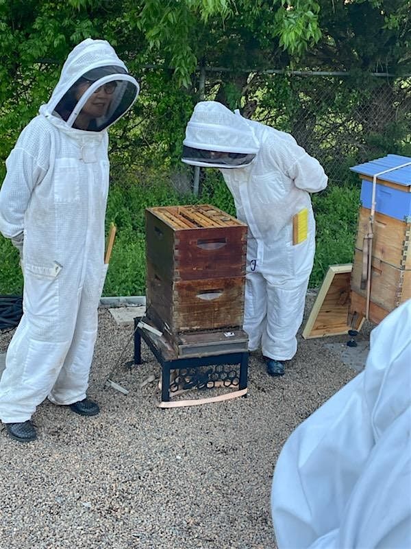 Urban Beekeeping for Beginners Workshop Series