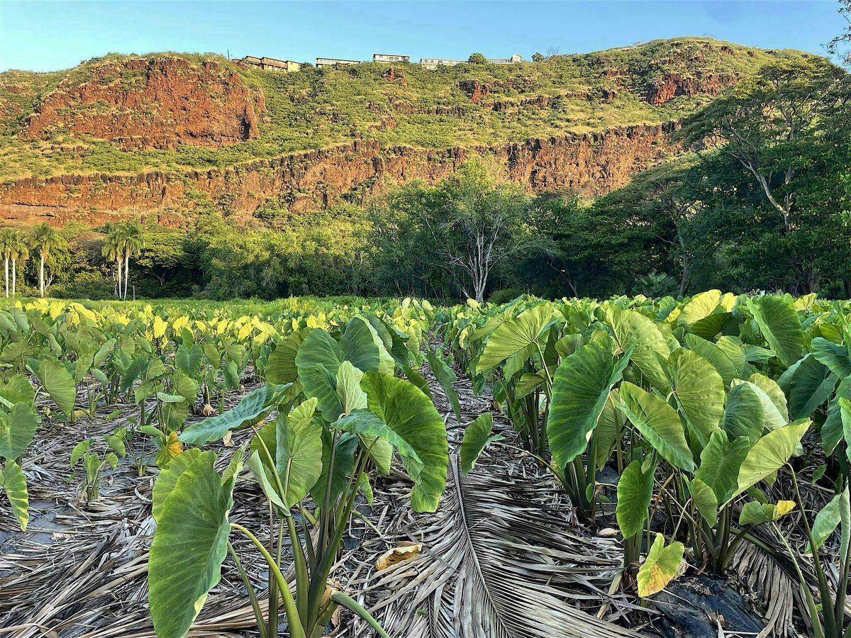 Kumano I Ke Ala Daily Kaua\u02bbi Volunteer Registration