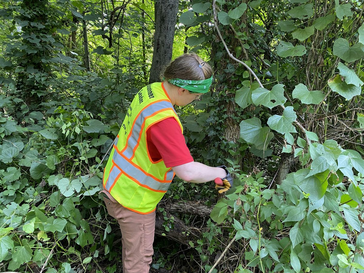 Vegetation Trimming North of Fort Hunt Park