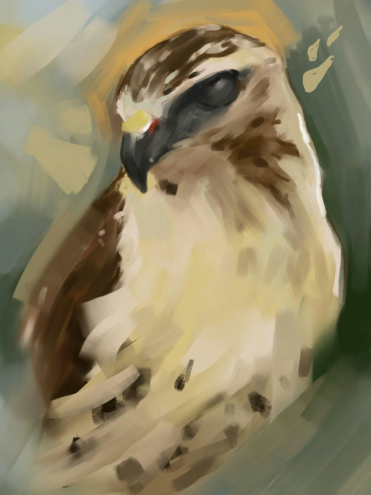 WILDLIFE Drawing with Kyle the Hawk