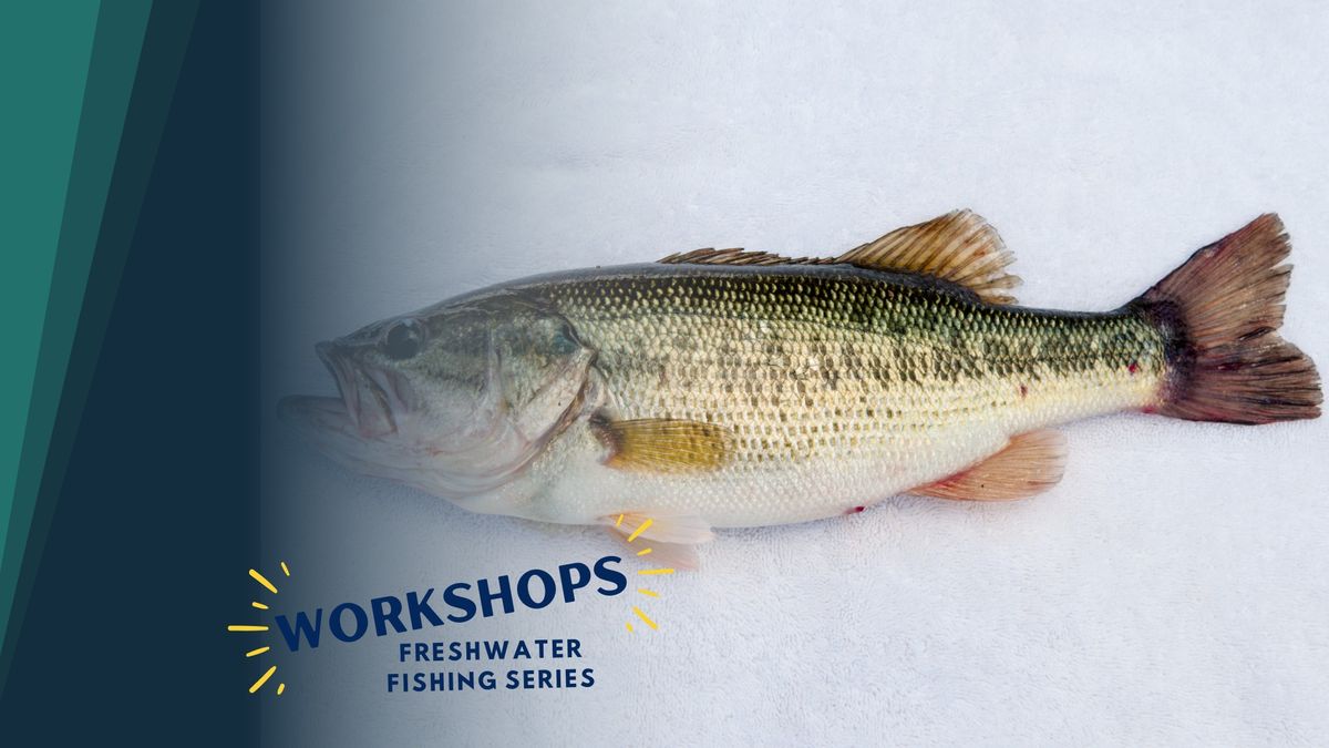 Freshwater Fishing Series: Bass Fishing