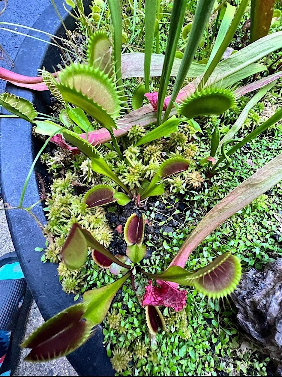 Carnivorous Plant Basics and DIY Bog Gardens