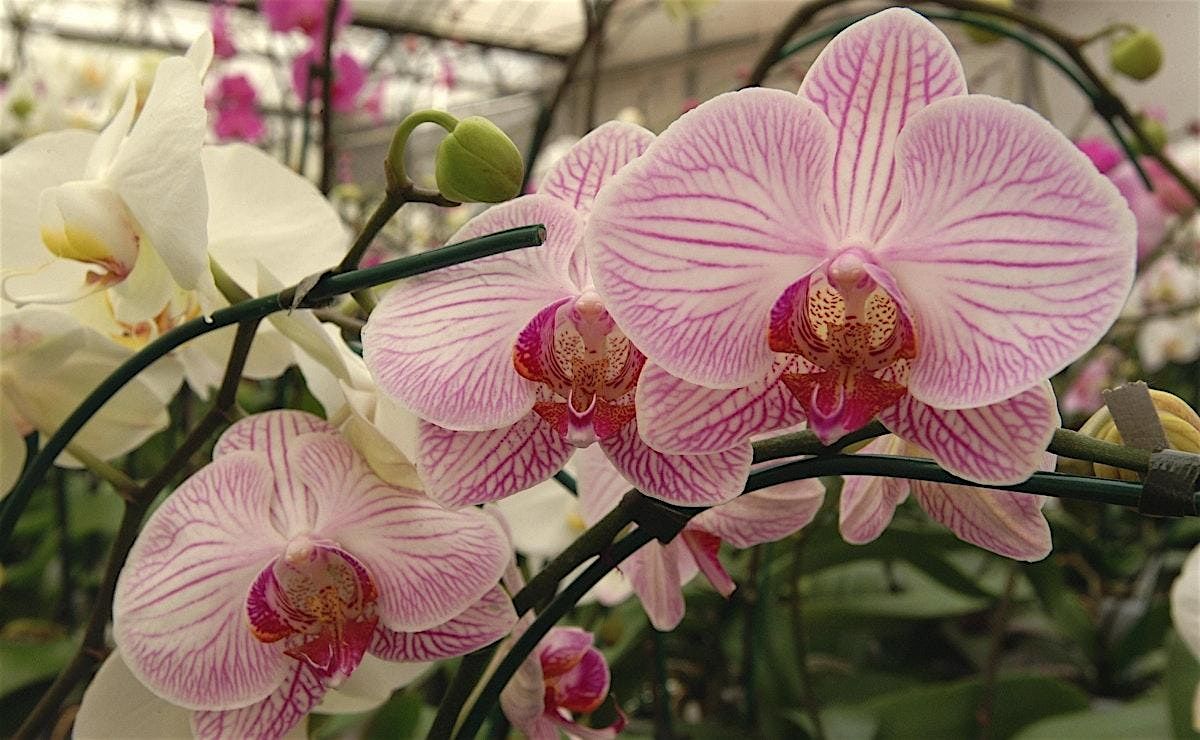You CAN Grow Orchids: Tips for Success!