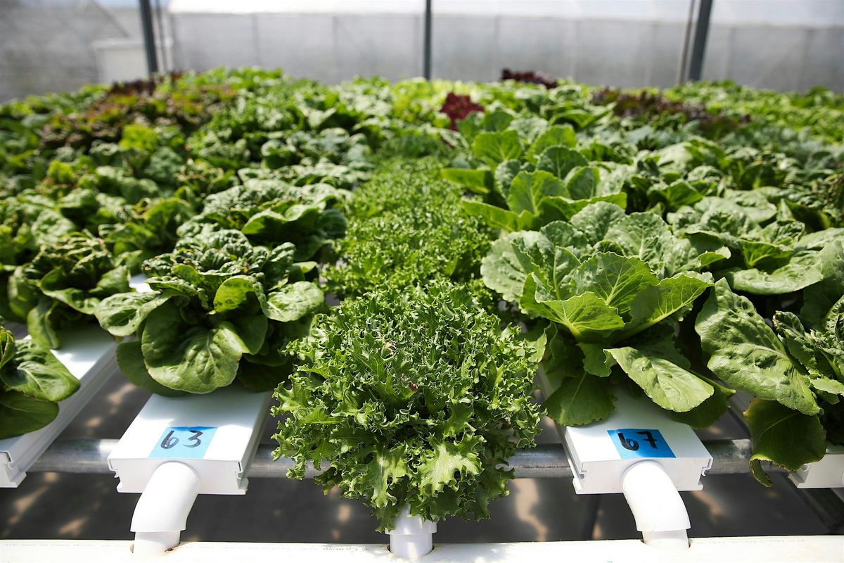 10-04-2025: Hydroponics - Thinking Outside the Bucket