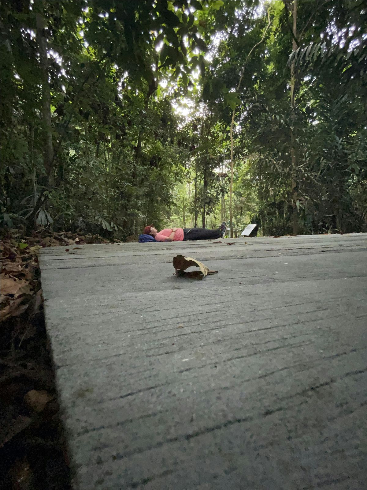 Release and Renew: A Forest Bathing & Reiki Experience