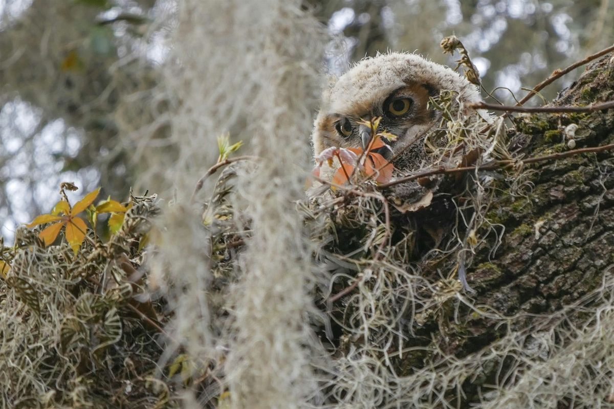 The Florida Wildlife Corridor