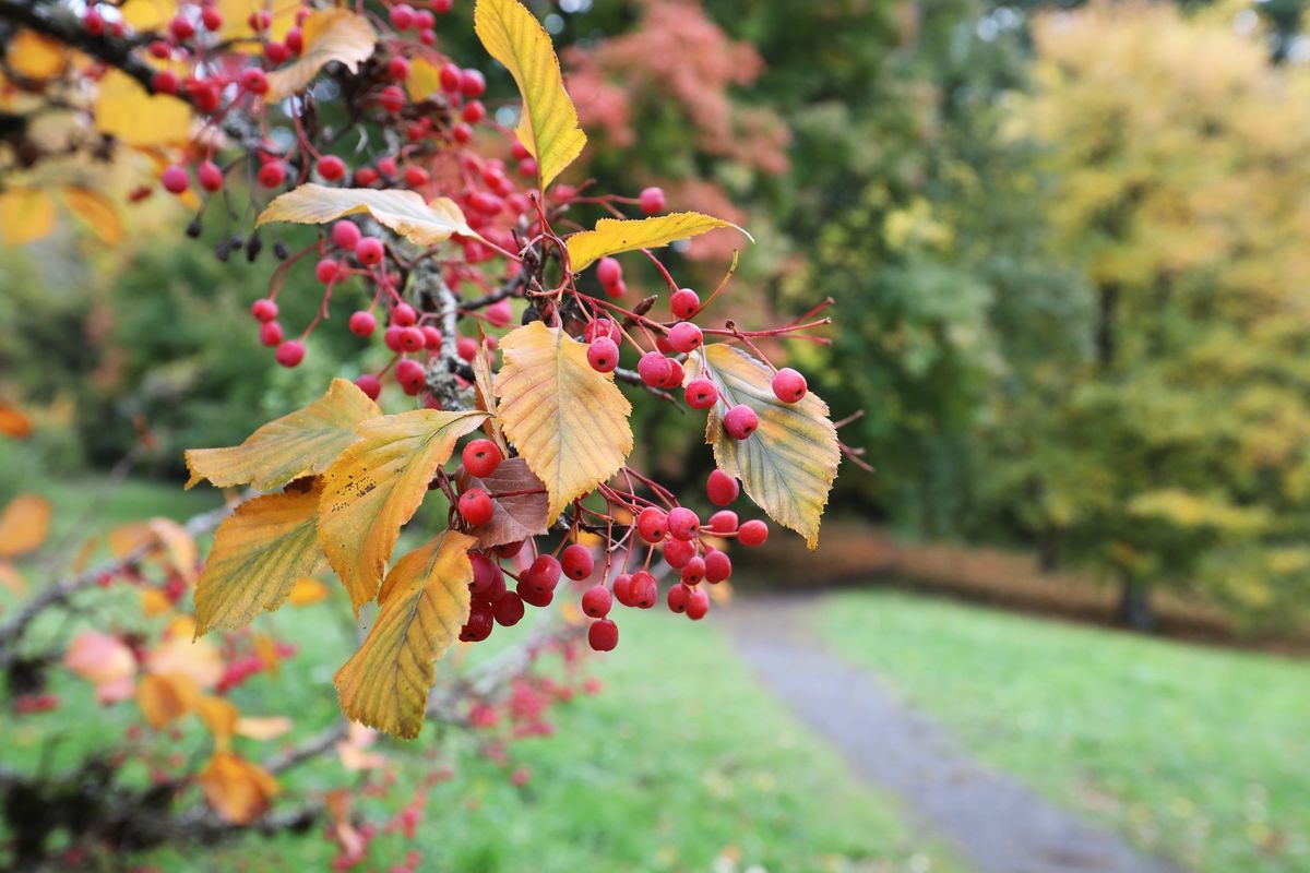 Fall Fruit at Hoyt Arboretum