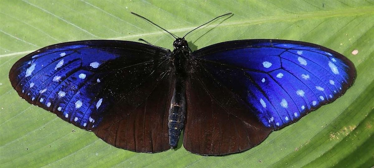 Blue Striped Crow Butterfly
