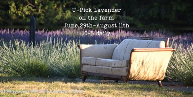 Lavender U-Pick