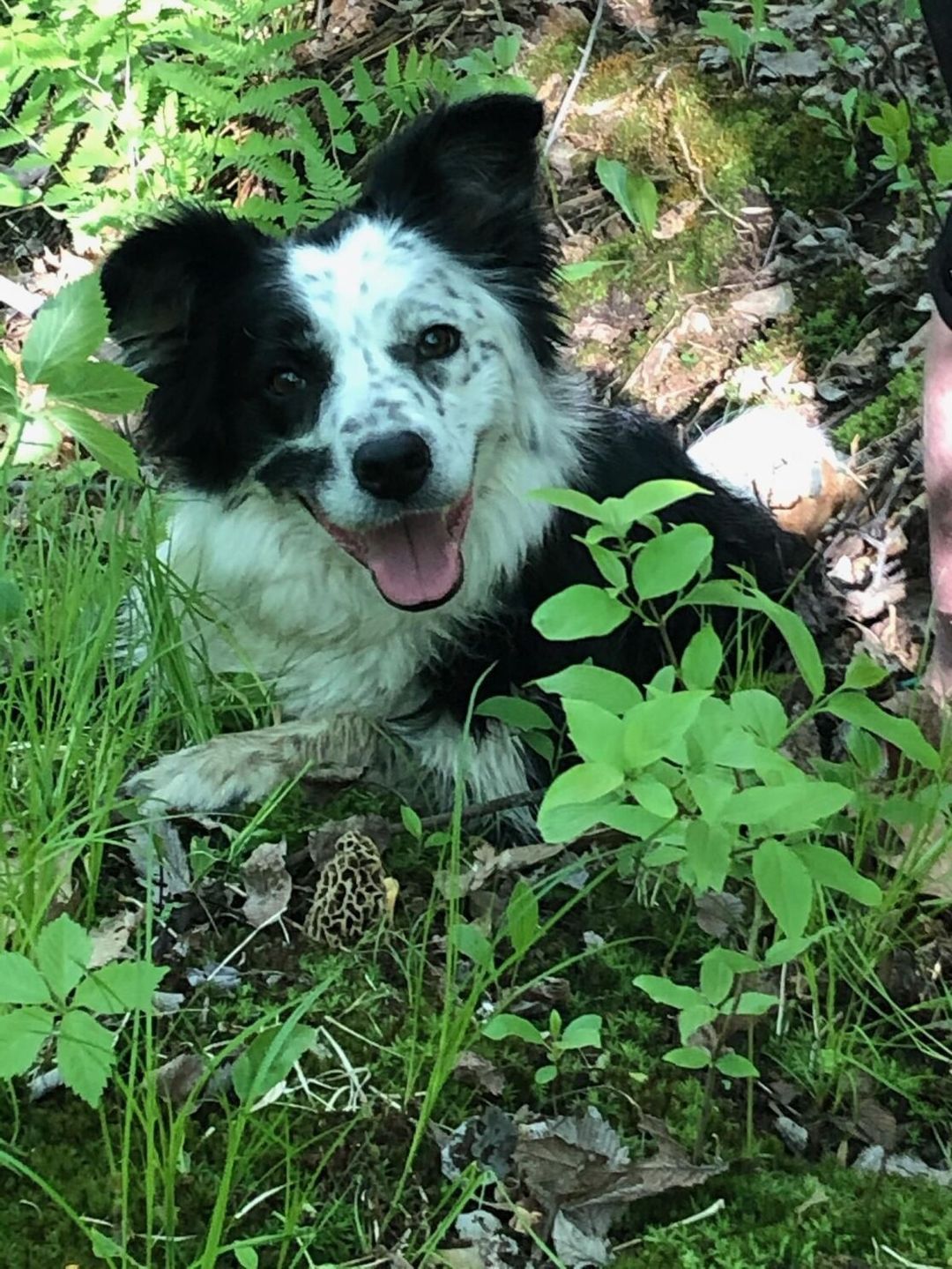 Outdoor Forage & Field Dog Class (Finding Morel Mushrooms with your Dog)
