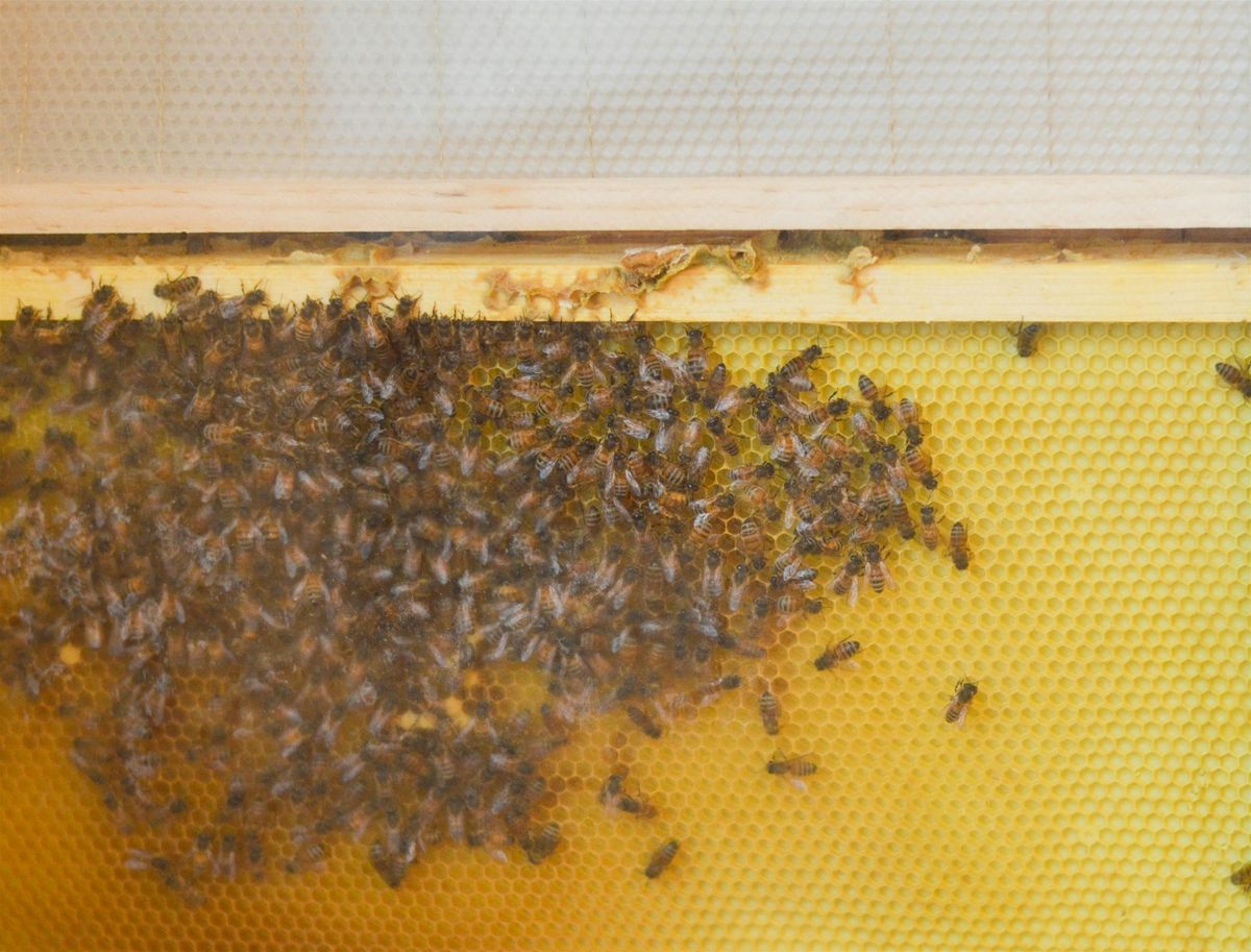 Honey Harvesting with Dulce