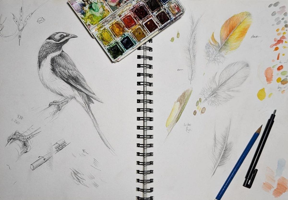 Illustrating Birds with Zoe Lawrence 