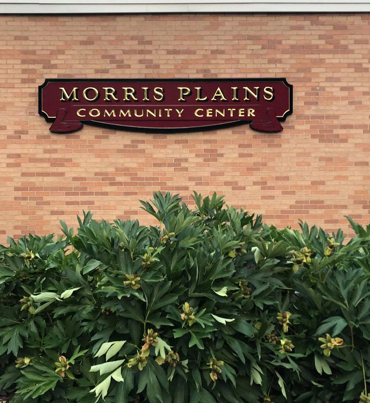 Morris Plains Pool Registration