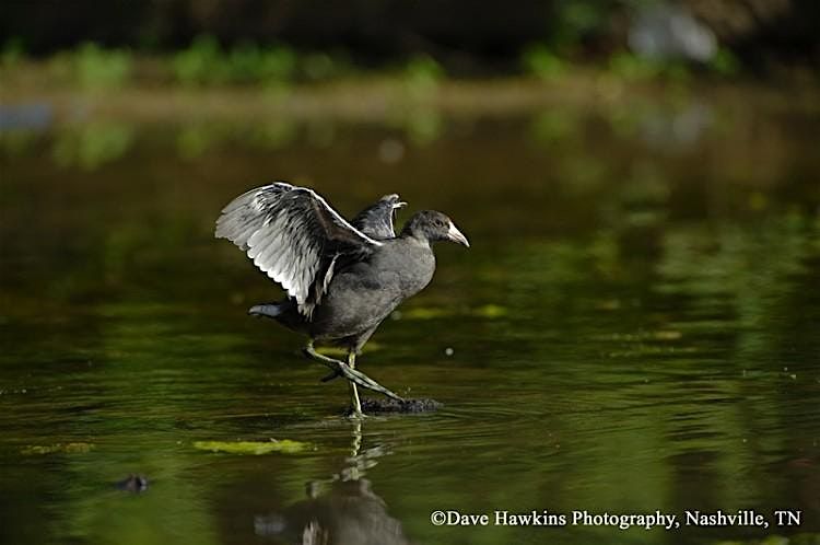 Brilliant Birds of the Wetlands