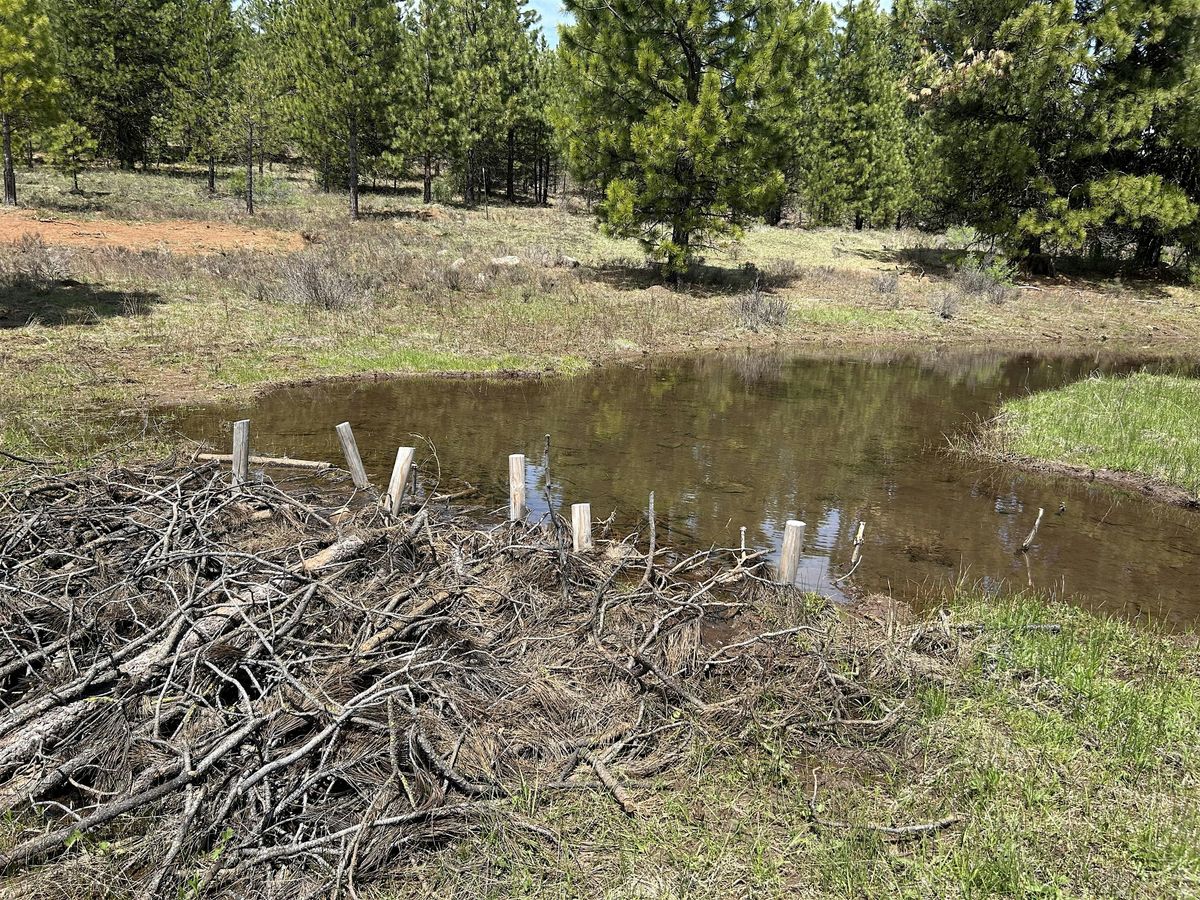 Volunteer Stewardship Days: Help Maintain Beaver Habitat in the Monument