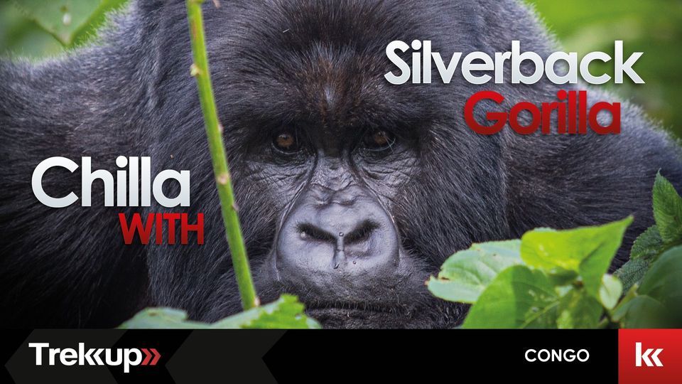 Chilla with Silverback Gorilla | Journey Across DRC Congo + Rwanda