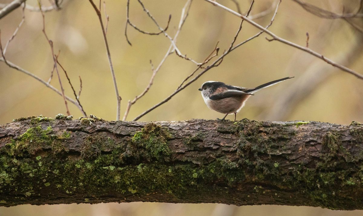 Winter Bird Walk at Lyndon Nature Reserve