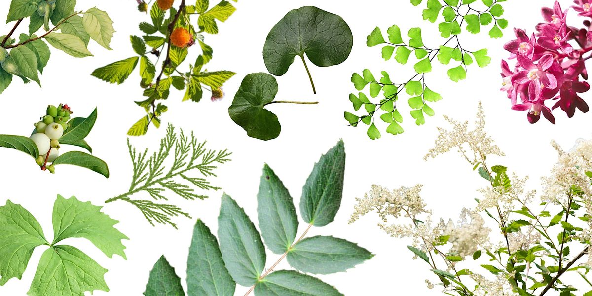 Kitsap Native Plant Workshop