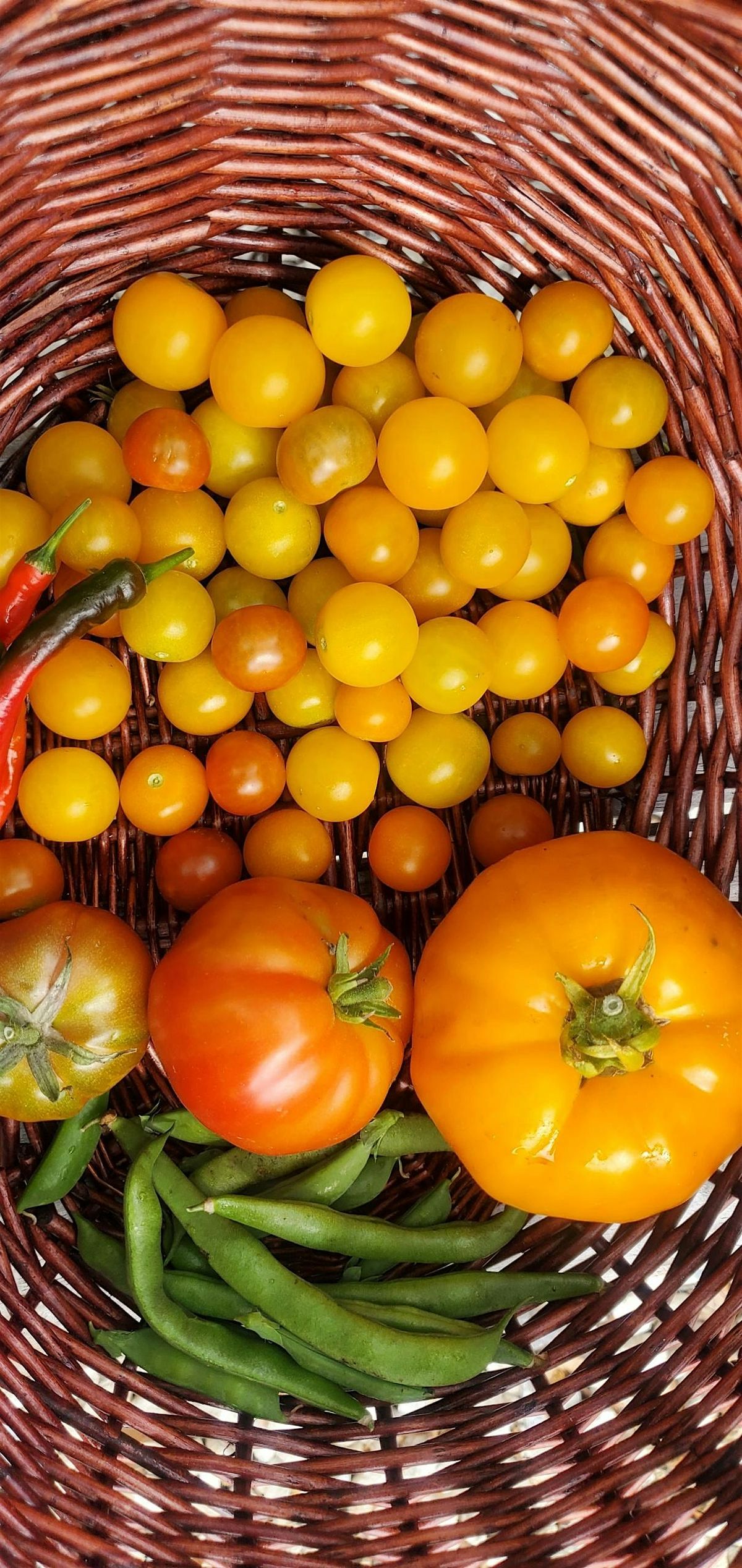 How to Grow Tomatoes