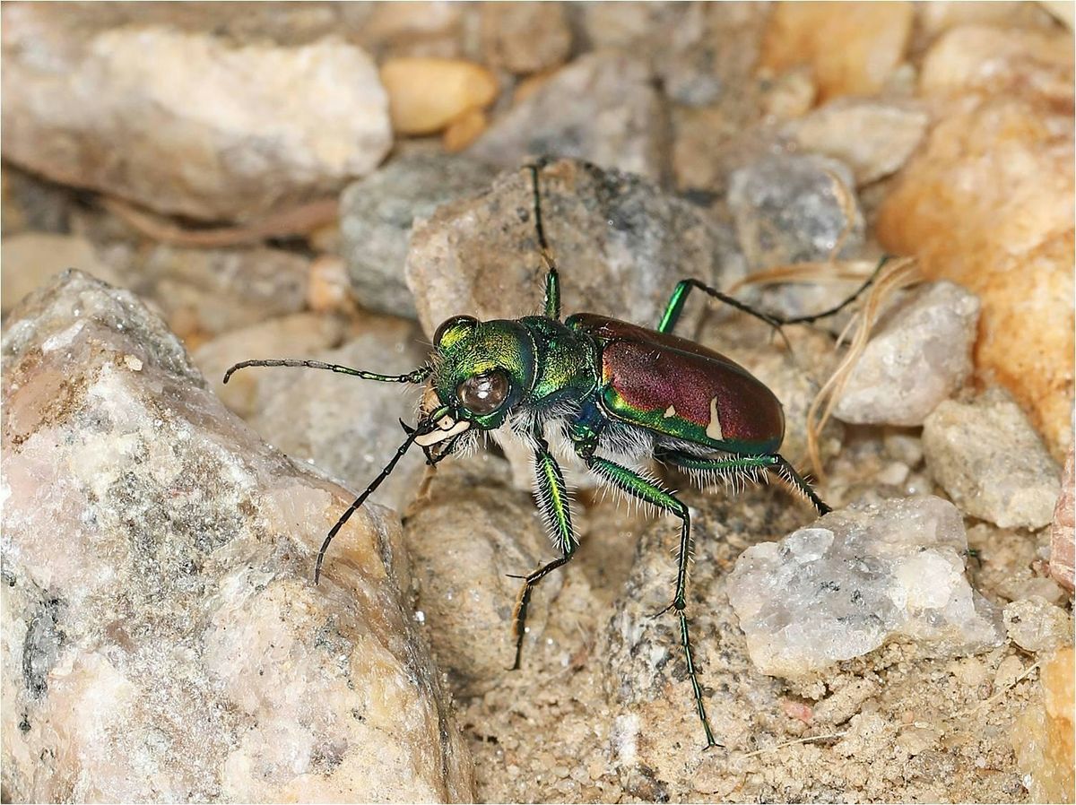 Alliance Afternoon: Amazing Insects