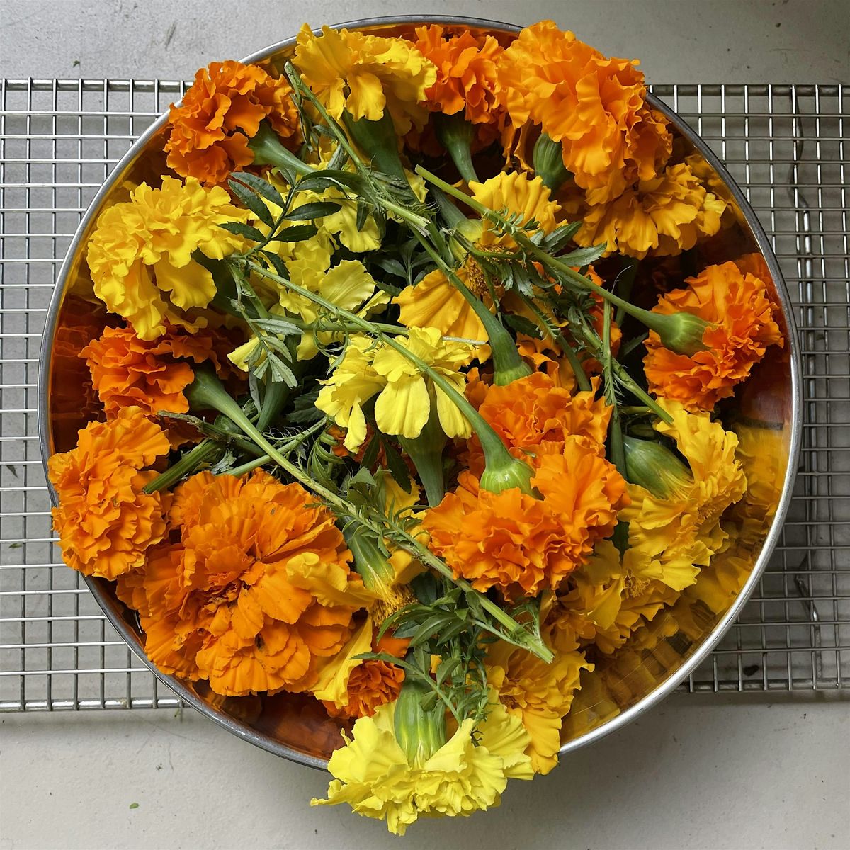 Hidden Color of Plants: Basics of Dyeing from the Garden