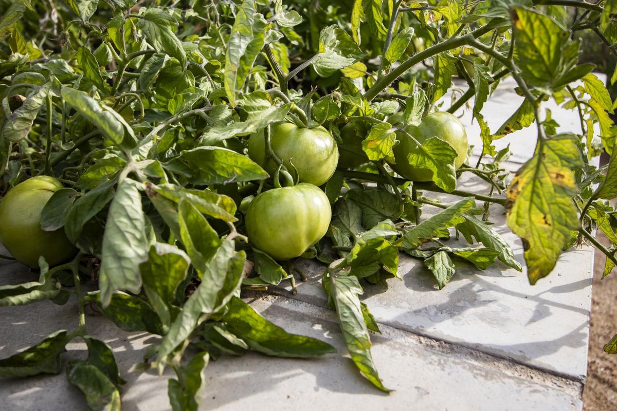 Garden Class: Tomatoes