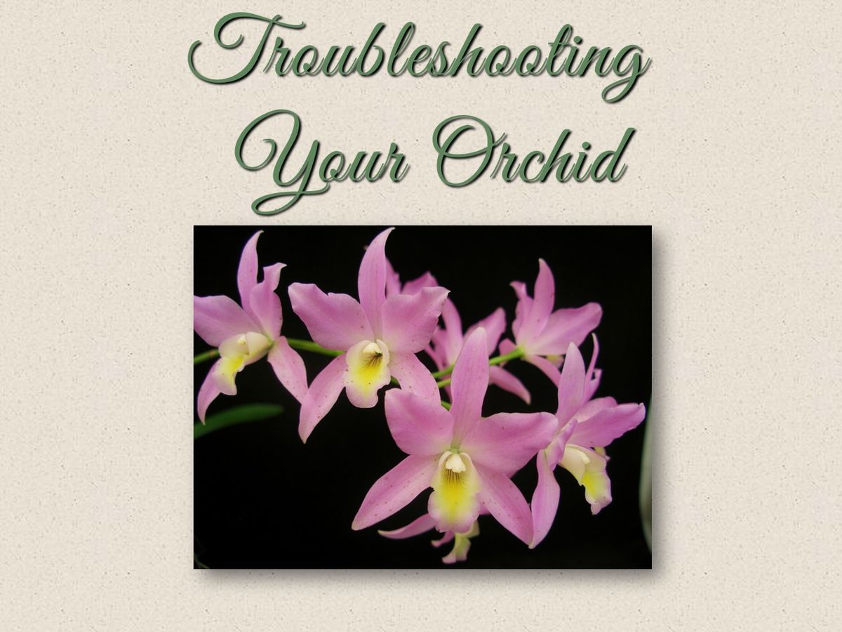 Troubleshooting Your Orchid with Bridget Uzar at Mounts Botanical Garden