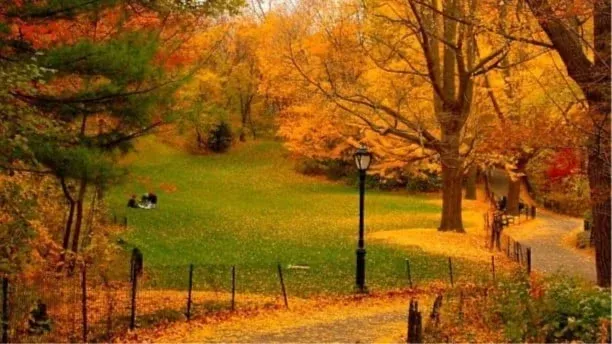 Crimson & Gold: Fall Finale Central Park Walk!