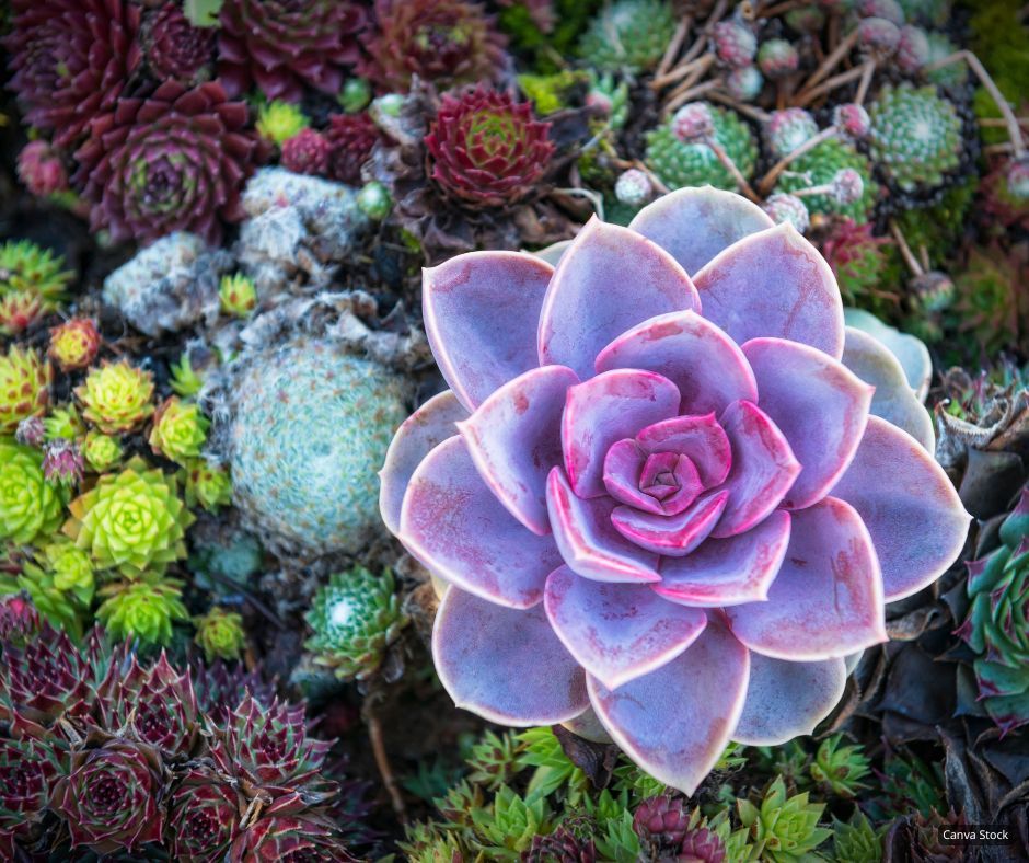 Thriving with Cacti and Succulents: Expert Tips for Selection & Care