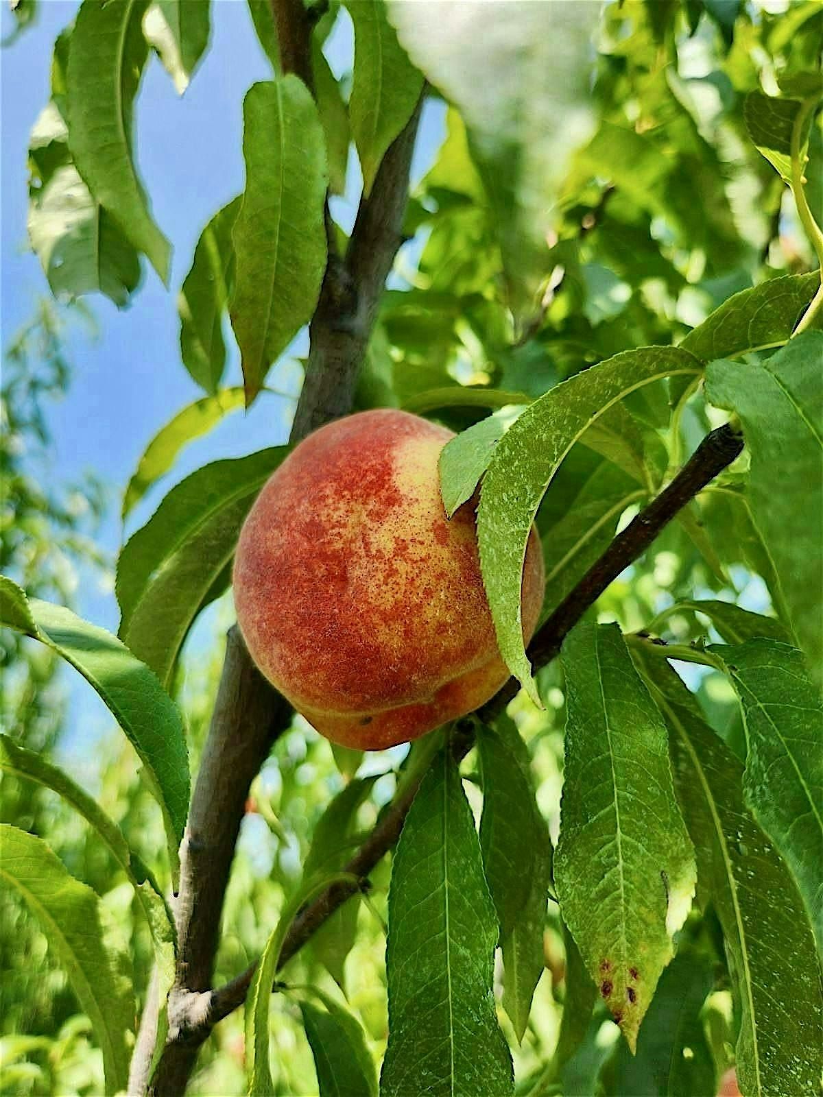 Introduction to Stonefruit Tree Pruning